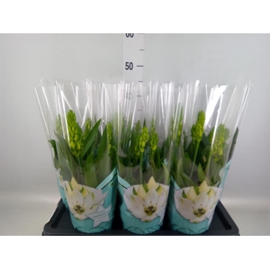 Ornithogalum thyrs.