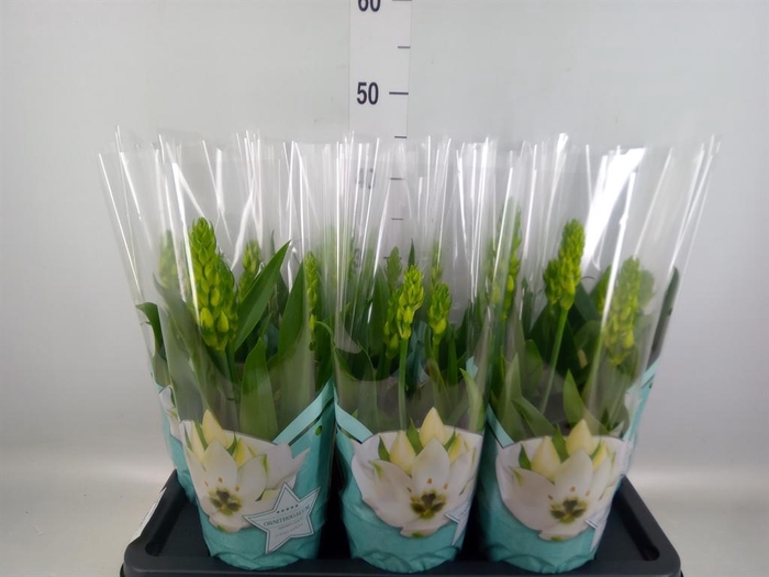 <h4>Ornithogalum thyrs.</h4>