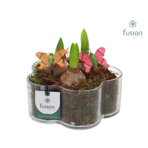 Glazen Bloemschaalmet Hyacinten