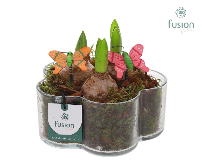 <h4>Glazen Bloemschaalmet Hyacinten</h4>