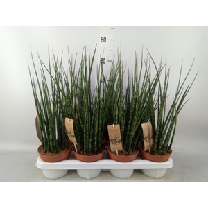 Sansevieria  'Fernwood'