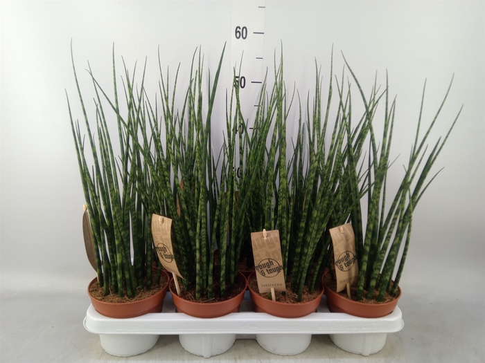 <h4>Sansevieria  'Fernwood'</h4>