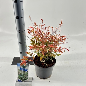 Nandina domestica 'Twilight'