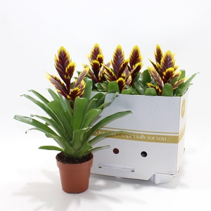 VRIES INTENSO PUR FL