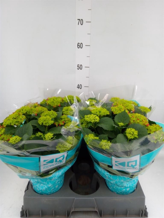 <h4>Hydrangea mac. 'Hi Fire'</h4>