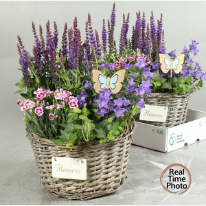 ARR TUINPLANTEN H%