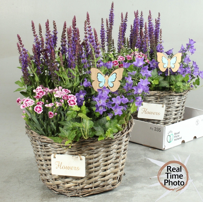 <h4>ARR TUINPLANTEN H%</h4>