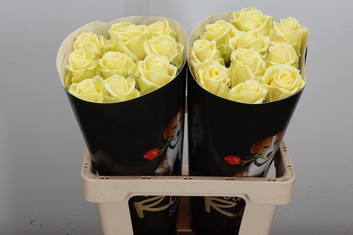 Wax-Rozen Wax Creme w9