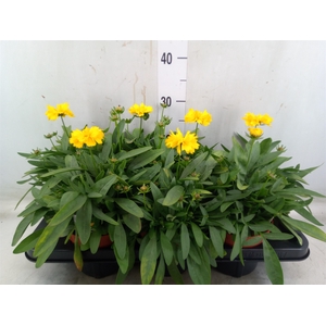 Coreopsis grand. 'Presto'