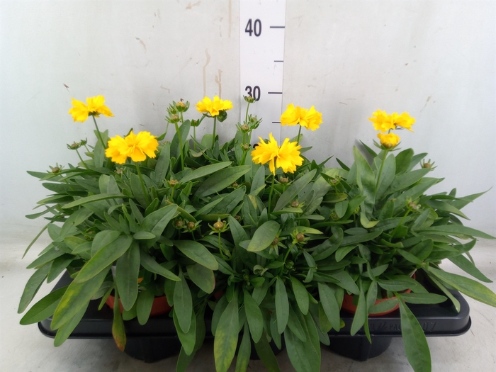 <h4>Coreopsis grand. 'Presto'</h4>