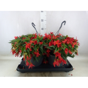 Begonia boliv. 'Encanto Red'