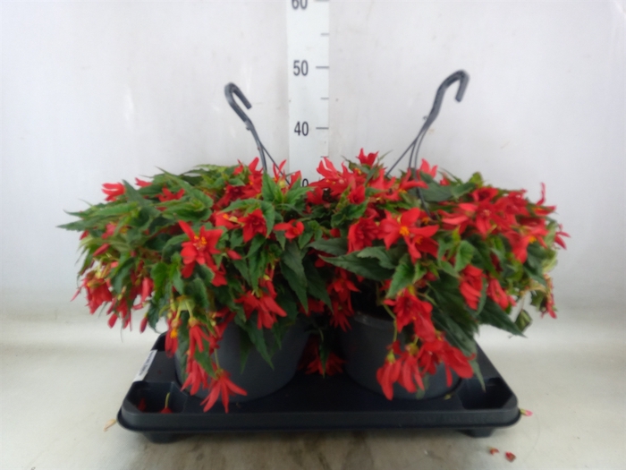 <h4>Begonia boliv. 'Encanto Red'</h4>