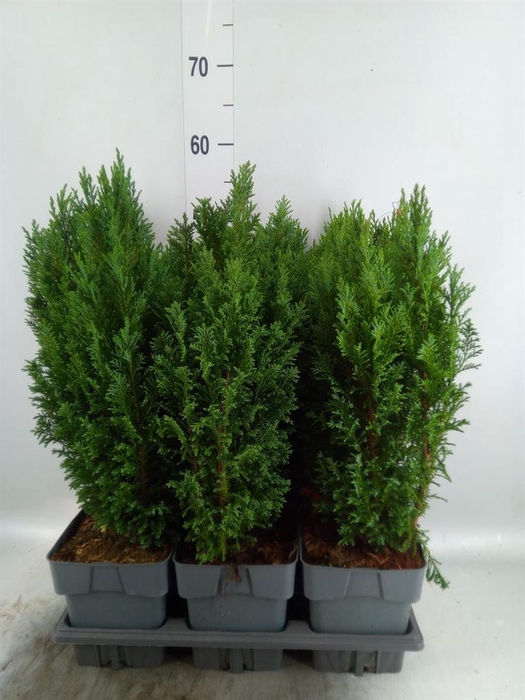 Chamaecyparis laws. 'Ellwoodii'