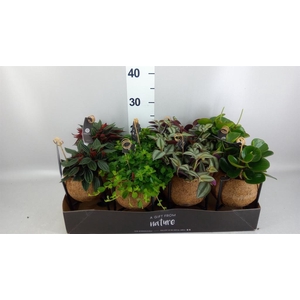 Planten Groen   ...mix  3