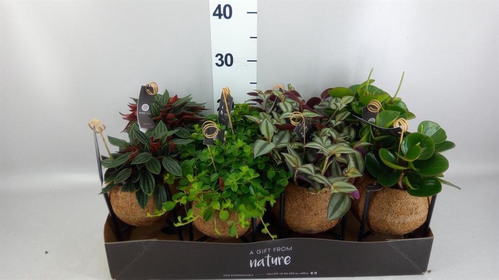 <h4>Planten Groen ...mix 3</h4>