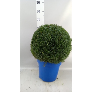 Buxus semp.   ...