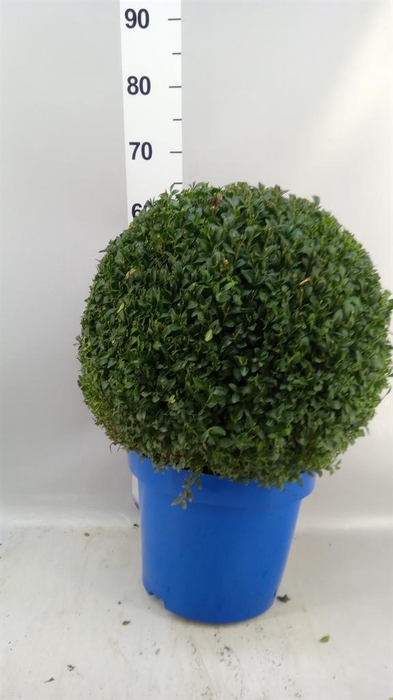 Buxus semp.   ...