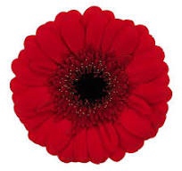 <h4>Germini Red Ruby Diamond</h4>