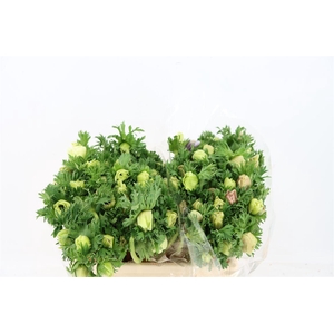 Anem Marianne Panda White