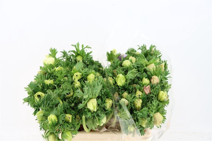 <h4>Anem Marianne Panda White</h4>