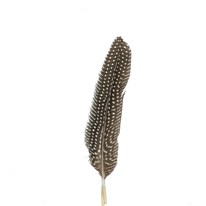 <h4>Bijsteker 12cm Hoenderveer 20cm</h4>