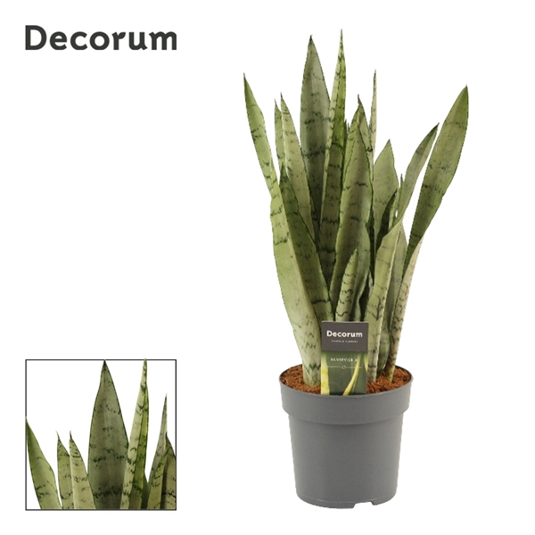 <h4>Sansevieria Peppermint 14 cm (Decorum)</h4>