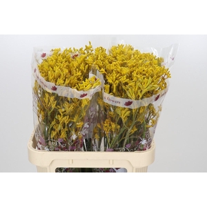 Anigozanthos Imani Yellow