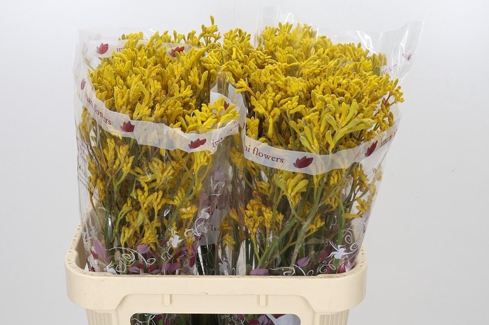 <h4>Anigozanthos Imani Yellow</h4>