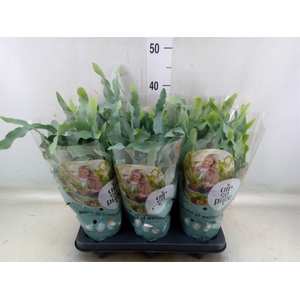 Phlebodium aureum 'Blue Star'