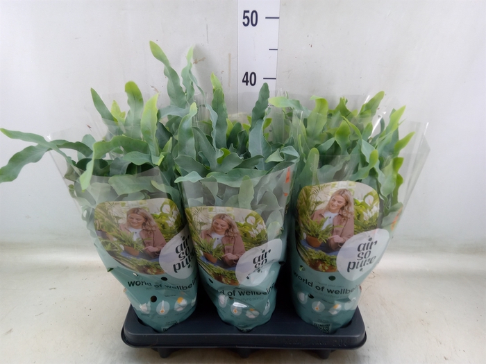 <h4>Phlebodium aureum 'Blue Star'</h4>