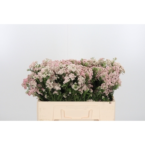 Ozoth Cooks Tall Pink