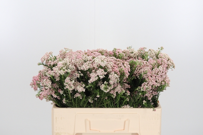 <h4>Ozoth Cooks Tall Pink</h4>