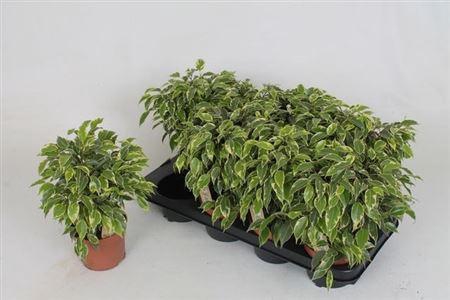 <h4>Fic Be Kinky Bont</h4>