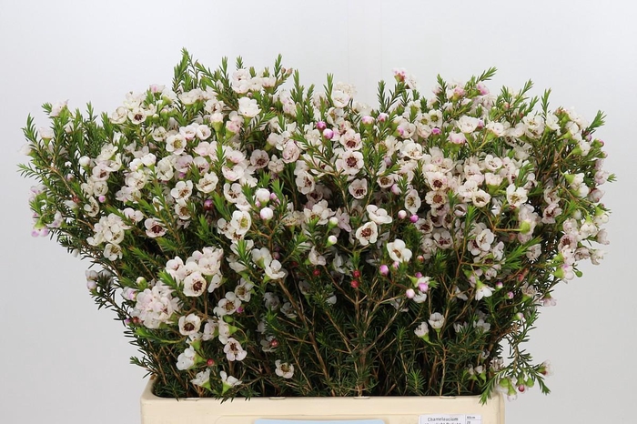 <h4>Chamelaucium Moonlight Delight</h4>