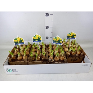 Arr.  Narcissus Tete Tete L%