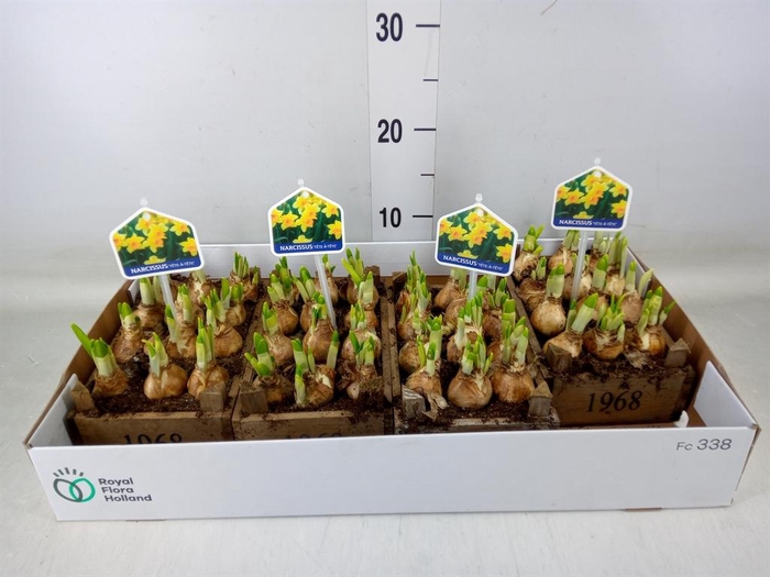 <h4>Arr.  Narcissus Tete Tete L%</h4>