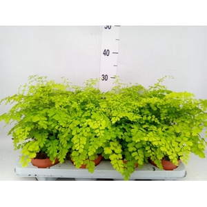 Adiantum raddi. 'Fragrans'