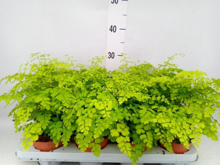 <h4>Adiantum raddi. 'Fragrans'</h4>
