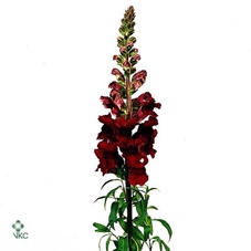 Antir Op Brons Extra X L