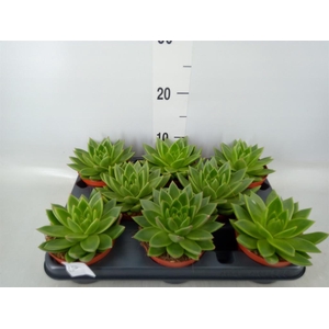 Echeveria  'Miranda'