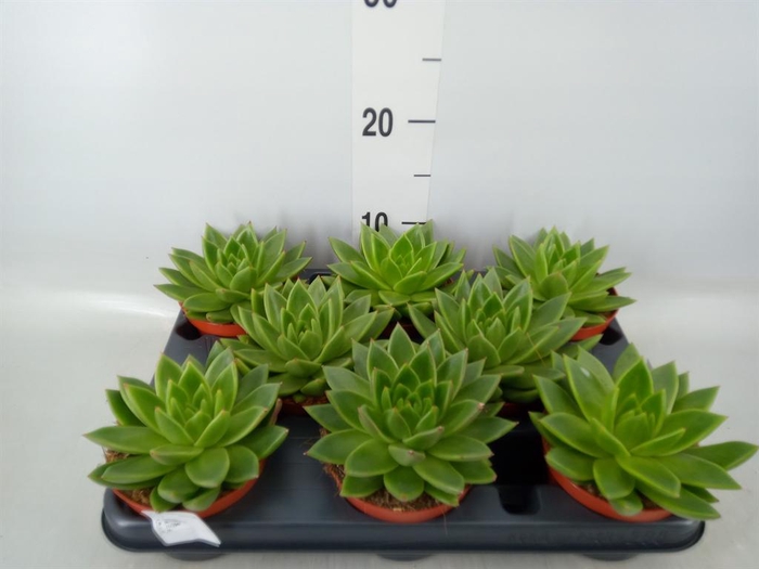 <h4>Echeveria 'Miranda'</h4>