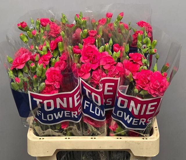 <h4>DI TR CERISE AMELIE</h4>