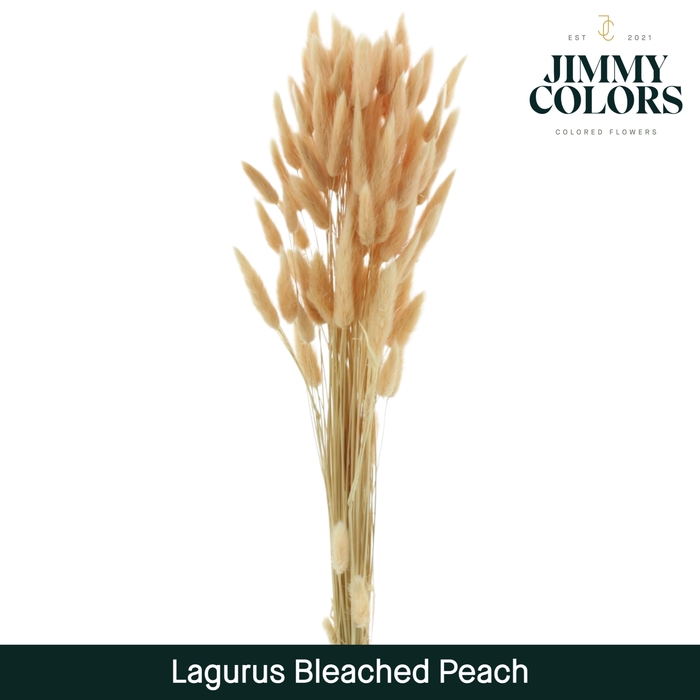 Lagurus bleached Peach