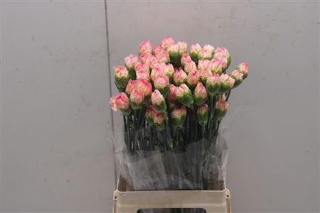 <h4>Di St Gioia</h4>