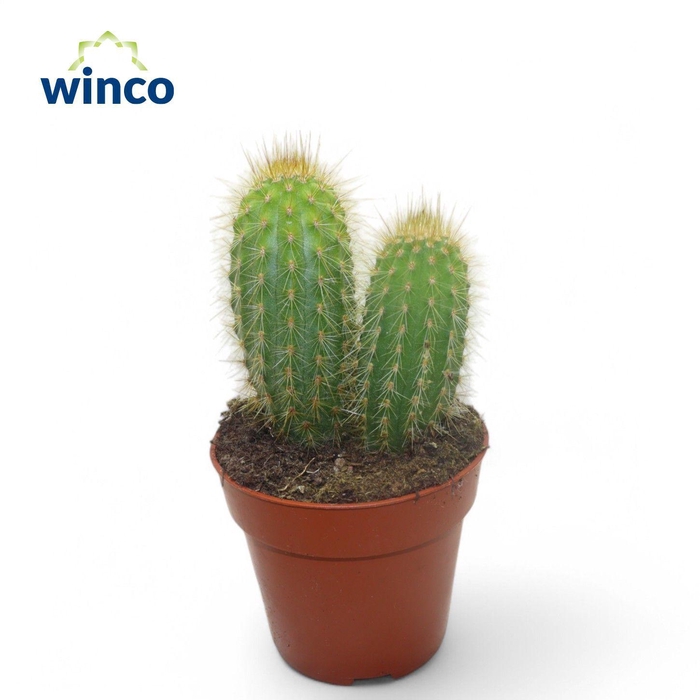 <h4>Pilosocereus Chrysotele</h4>