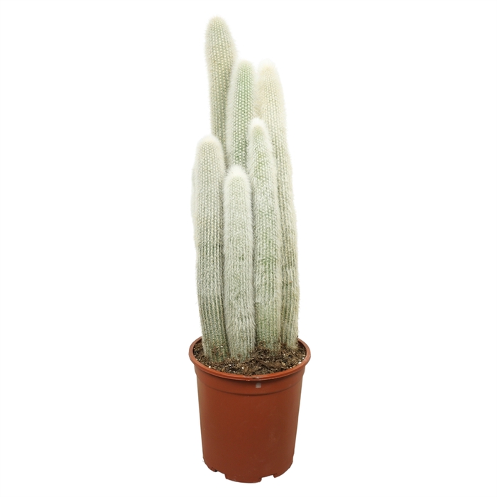 <h4>Cleistocactus strausii</h4>