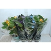 ANTHURIUM COLOURS P09