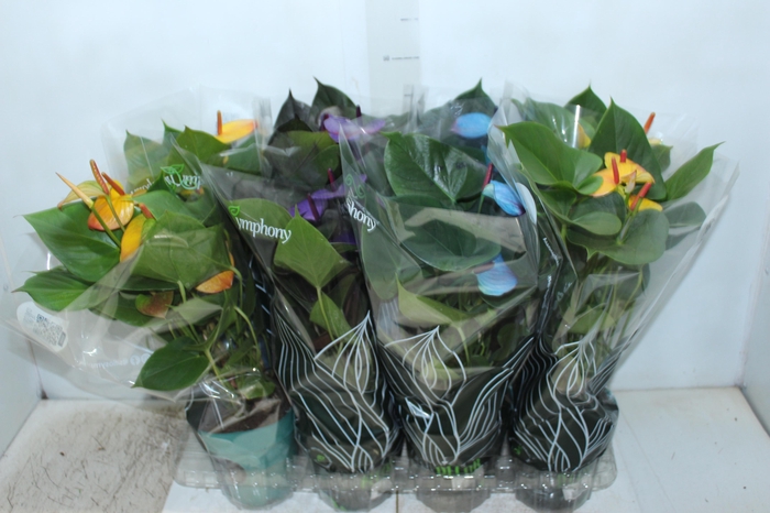 ANTHURIUM COLOURS P09