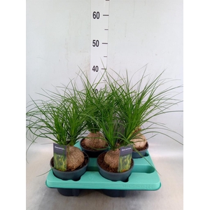 Beaucarnea recurvata