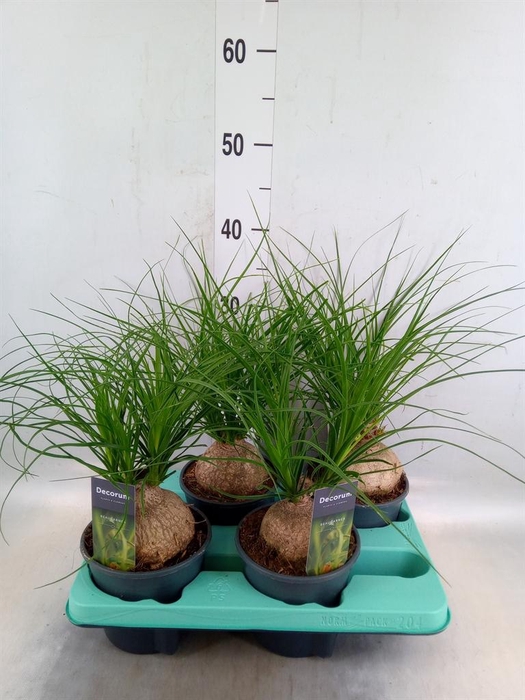 <h4>Beaucarnea recurvata</h4>